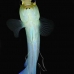 jawfish_yellowhead_sh_nwp_v_0082_tci2532.jpg
